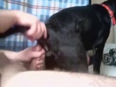 Animal Sex Drawings