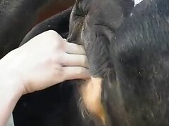 Farm bestiality porn