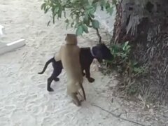 Pussy animal sex