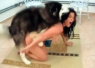 Brunette loves the way her husky is licking her wet pussy hole