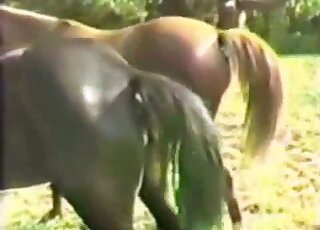 Brown animals showing off their pussies in a voyeur horse porn vid