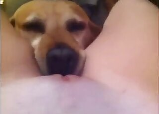 POV cunnilingus session showing a beast that happily licks pussy