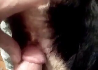 Hairy dude fucks his dog in POV and makes the animal scream in pain