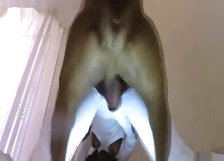 Ebony lady in a white bodysuit is getting fucked by a brown beast