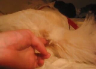 Fingering session leads to full-on dick as guy fucks dog in free XXX