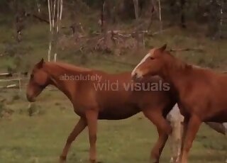 Brown horses fucking each other outdoors in free online XXX here