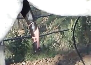 Hot white stallion's giant cock is being showcased in a hot video