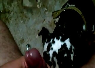 Dude with a nice cock is letting his spotted dog suck that hot dick