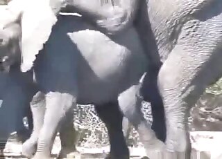 Elephant on elephant fucking with two colossal creatures banging