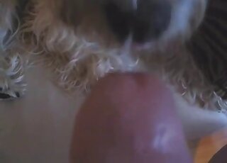 Sexy dog licking all over this guy's cock in a POV dog blowjob scene