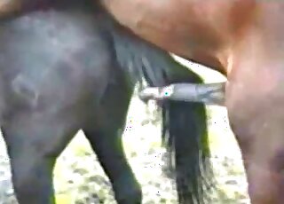 Brown stallion fucking a black mare from behind with passion