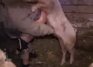 Pig fucks on all fours a big-assed zoophile in dirty, old clothes