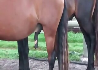 Brown stallion is going to display its colossal cock in a voyeur vid