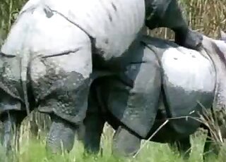 Rhino porn scene featuring two sexy animals banging hard outdoors