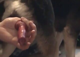 Guy dressed in blue jerking a dog's red penis in a hot sex tape vid