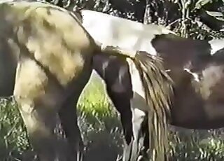 Appealing fucking with a brown stallion that fucks other animals hard