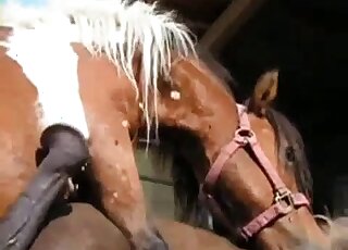 Amazing horse fuck movie with a brown mare that wants real orgasms