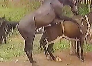 Brown horse fucks a brown mare's puss in horsepussy outdoor fuck vid