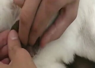 Dude prepares to finger a dog's pussy until it starts cumming hard