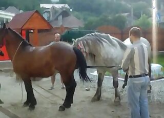 Awesome brown mare getting fucked by a large stallion with a big dick