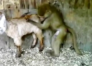 Gapist monkey is going to fuck this tiny goat because it doesn't care