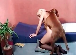 Blond MILF loves being fucked by a dog during hot bestiality video