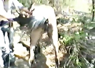 White stallion fucks a sexy mare from behind in a passionate way