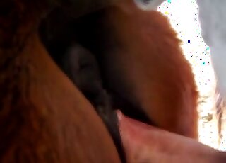 Brown mare's wet pussy gets fucked by a hairy cock from behind