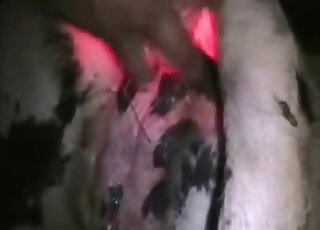 Closeup sex toy action featuring a juicy animal pussy and a toy