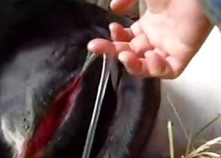 Incredible porn video that shows an oozing animal hole fingered