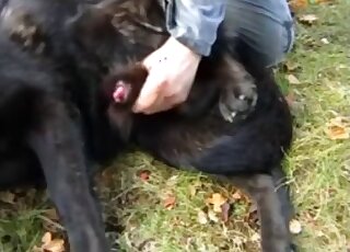 Denim-wearing zoophile jerks a dog's red cock in an outdoor video