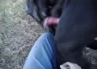Hectic POV bestiality scene with a black dog and its red penis