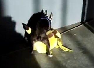 Tiny black dog desperately wants to fuck this Pikachu toy or something