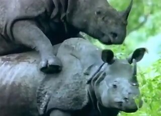 Rhino fucking experience with two twisted animals getting freaky