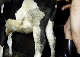 Outdoor fuck movie showing a guy that fucks a cow from behind at night