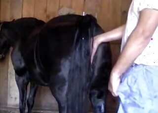 Dude enjoying hot fucking with mare pussies in free online XXX too
