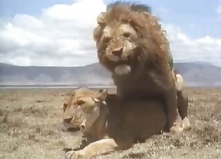 Lion porn movie showing incredibly passionate sex with a lioness