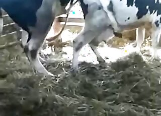 Cow porn movie with lots of foreplay and hardcore animal-only XXX