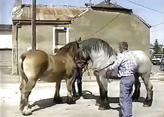 Outdoor fuck with a brown mare and a large beast with big dick