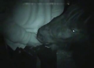 Nighttime zoophile love with a guy that feeds his cock to a horse