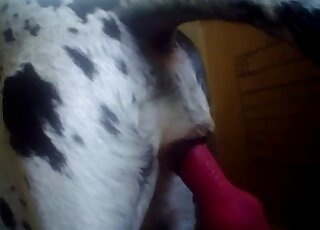 Dalmatian's tight asshole is getting fucked by a red toy from behind
