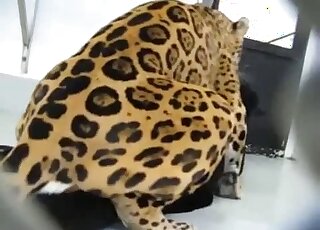Cheetah or a tiger enjoying hardcore fucking at the zoo and it's hot