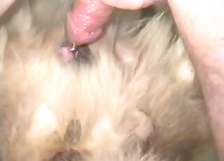 Guy using his throbbing member to fuck a sexy animal real deep