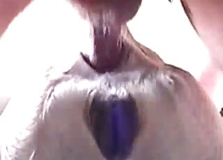 Closeup fuck movie showing a hard cock entering a dog's asshole