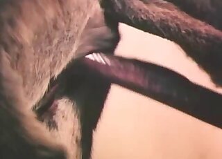 Astonishing animals are featured in a taboo porn video with gape