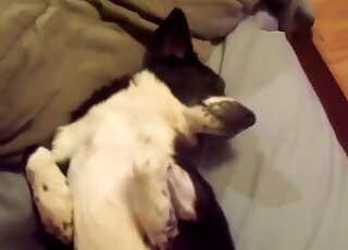 Guy's shameless penis enters dog pussy in a missionary position
