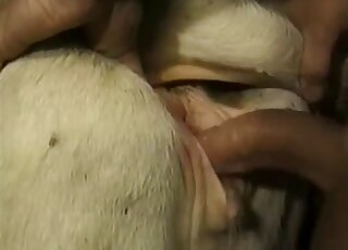 Guy with a hard member slides inside a white animal's wet puss