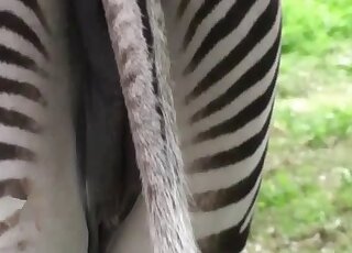 Hot zebra pussy displayed in a taboo video with sexy implications