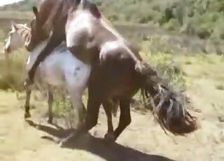 Brown horse and white horse are getting ready for hard fucking