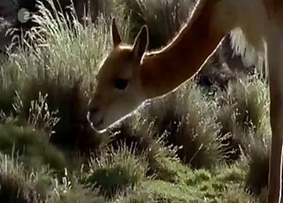 Sexy deer-like creatures just fucking around before fucking for real